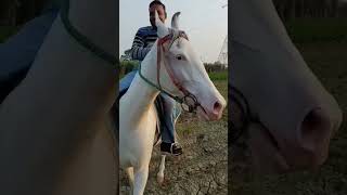 Mennu Chheti De Drivari Sikha || Horse Riding 🐎 || Vedabh Vlogs #ytshorts #shorts