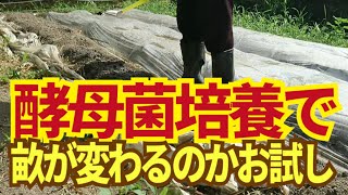 酵母菌培養して畝に撒くと硬盤層を抜けて土が柔らかくなる、というからやってみる。8/21