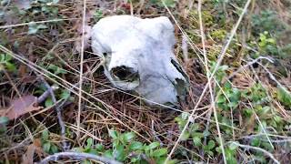 FOUND SKULL FROM ANIMAL IN LATVIAN FOREST👀🐎🐴🐾🌲🌳🍁🍂🍃НАШЛА ЧЕРЕП ЖИВОТНОГО ВЛАТВИЙСКОМ ЛЕСУ🐾🐴