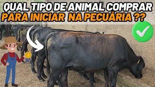 QUAL TIPO DE ANIMAL COMPRAR PARA INICIAR NA PECUÁRIA ?