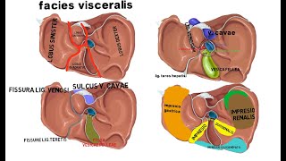 Hepar. facies visceralis