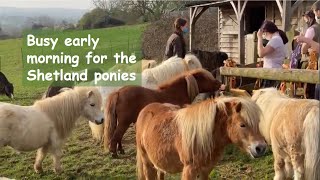 Busy early morning for the Shetland ponies - TV Episode 328