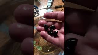 LakeMissoulaAquatics (Ben Sharp) is live! Putting my new Blueberry Snails in their new homes.