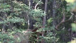 Bull Elk raking a tree