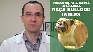 Conheça as principais alterações oftálmicas do Bulldog Inglês.