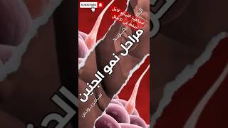 مراحل نمو الجنين من الشهر الأول إلى الولادة * أداء سامر يونس #shorts #الحمل #الجنين #embryo