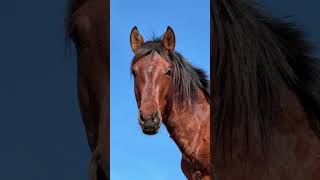 Фотомодель ! Beautiful horse.