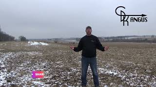 CDK Angus - Why are cattle on the corn stalks?