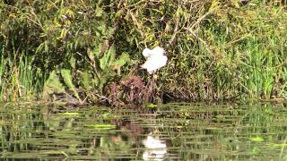 Egret on the Stroudwater canal