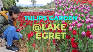 Tulips @Lake Egret Taipo Hongkong vlog🇭🇰