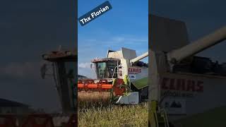 #claas lexion 480 #riccic #farmvlog #farming #agriculture