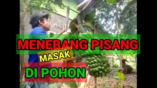 Menebang Pisang Masak Di Pohon