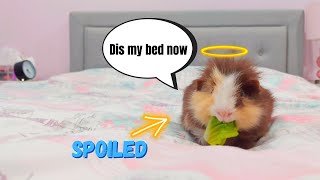 Day in the Life of a Spoiled Guinea Pig