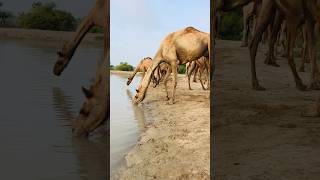 #camel #drinkingwater #camelinthedesert