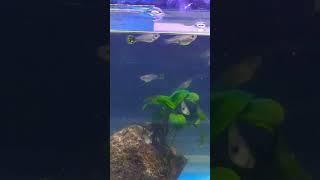 Kuya's Little Guppies | Anubias Nana | #shorts