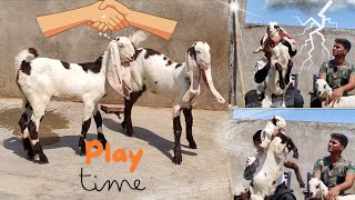 HYDERABADI GOATS 🐐2 FEMALE AVAILABLE  TALAB KATTA HYDERABAD