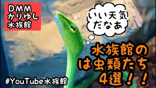 変わった生き物水族館／DMMかりゆし水族館［YouTube水族館］