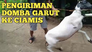 Pengiriman domba garut dantenan super ke Ciamis