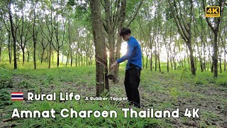 Rural Life 4K a rubber tapper in rural village Thailand - Amnat Charoen Province