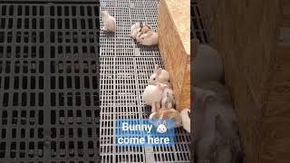 RABBIT LOVERS 🇹🇭กระต่ายน้อย น่ารัก #shortvideo #shortsfeed #shortsyoutube #bunny #shorts #กระต่าย