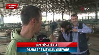 Dev Cüsseli Keçi Danalara Meydan Okuyor! #haber