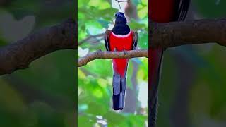 An amazing bird from western Ghat (Daang) Gujarat.. India.. #birds #birdcalling #birdsofparadise