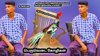 #nattukoli  #peruvetay koli /in tamil/#shorts /#siruvetay koli/ #kattuseval #amazing