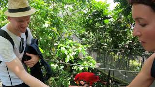 Парк птиц (Bali Bird Park), Индонезия, Бали, Убуд 2024 часть 8