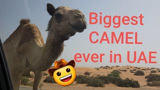 Biggest CAMEL ever in UAE | Hans Christian Bondoc