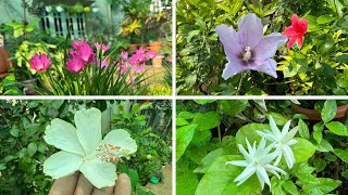 My terrace garden update! May month summer garden 🪴