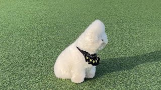 바람부는 날 비숑 A puppy on a windy day.