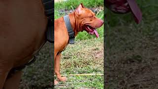 Top 5 Aggressive Dog Breeds: Meet the Fiercest Canines!