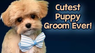 I’m cute! Puppy Grooming Tips!