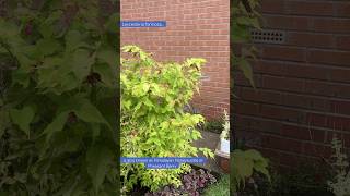 Leycesteria adds brightness to the brickwork