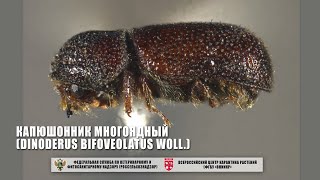 Капюшонник многоядный (Dinoderus bifoveolatus Woll.)