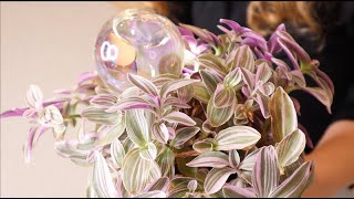 Self Watering Globe Review |  Glass Rainbow Plant Watering Globes, Self Watering Planter Insert