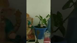 Ganpati idol decoration with plants #viral #viralshorts #viralshort #short  #shorts