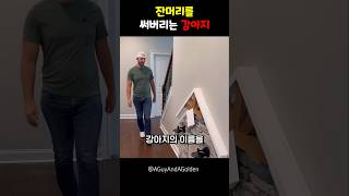 잔머리를 써버리는 강아지