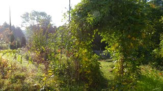 Secret Wildlife Garden in Morning Light • ONE HOUR LOOP • Birdsong Relaxing Nature Sounds