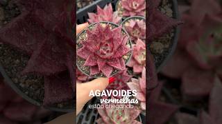 As agavoides vermelhas estão chegando no site da Greenhouse 🔥