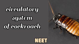 Circulatory system of cockroach | biology hindi | heart in cockroach