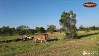 Lion Infanticide: Male Lion in Ol Pejeta Conservancy Kills Cub