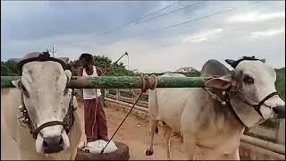 Ongole bulls tyre practice vedio