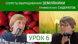 Применение сидератов и секреты выращивания земляники, обзор сортов.