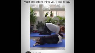 Dog wants to join owner's yoga part 2