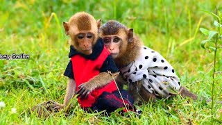 Look at baby monkey Roma him falling in love baby Love Because He tried to hug her unabated