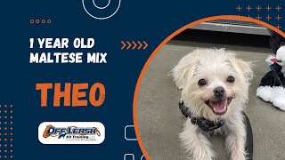 Maltese Mix, 1.5 y/o "Theo" | Amazing Maltese Mix Obedience Training Spokane, WA | Off Leash K9