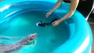 Water Monitor Fed a Rabbit in Tub