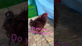 #adorable #animalphotos #animal #cute #cuteanimals #funny #chicken #viral #video #youtuber #rooster