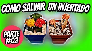 COMO SALVAR UN CACTUS INJERTADO parte #02 (gymnocalycium mihanovichii)